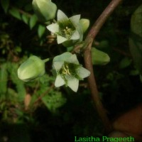 Adenia hondala (Gaertn.) W.J.de Wilde